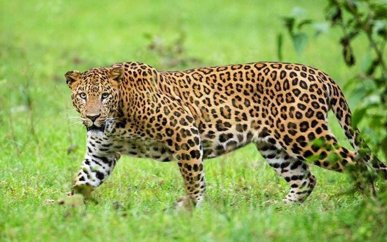 Indian Leopard in Ranthambore National Park