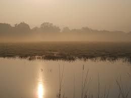 Morning tiger safari drive in Ranthambore National Park