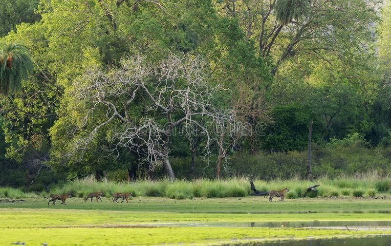 Dense forest landscape inside Ranthambore Tiger Reserve