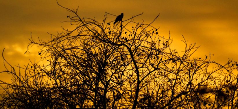 Sunset landscape views in Ranthambore tiger reserve